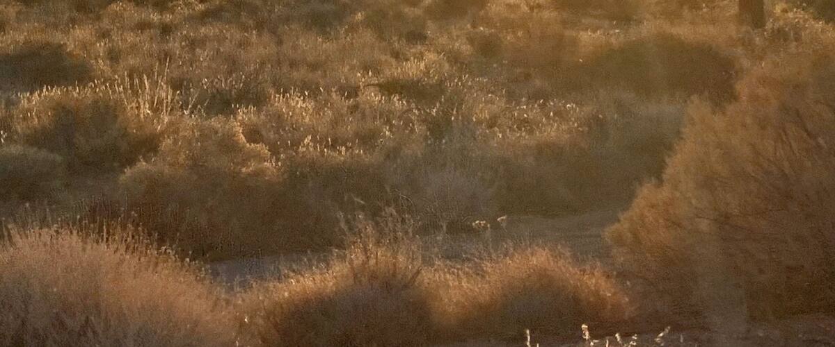 What a beautiful place to be for a sunset. There’s something very soothing about the desert in winter. The road is pretty rough getting out to the Joshua Trees, but we’ll worth it.