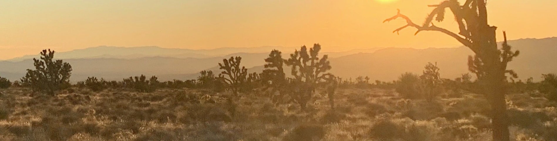 What a beautiful place to be for a sunset. There’s something very soothing about the desert in winter. The road is pretty rough getting out to the Joshua Trees, but we’ll worth it.