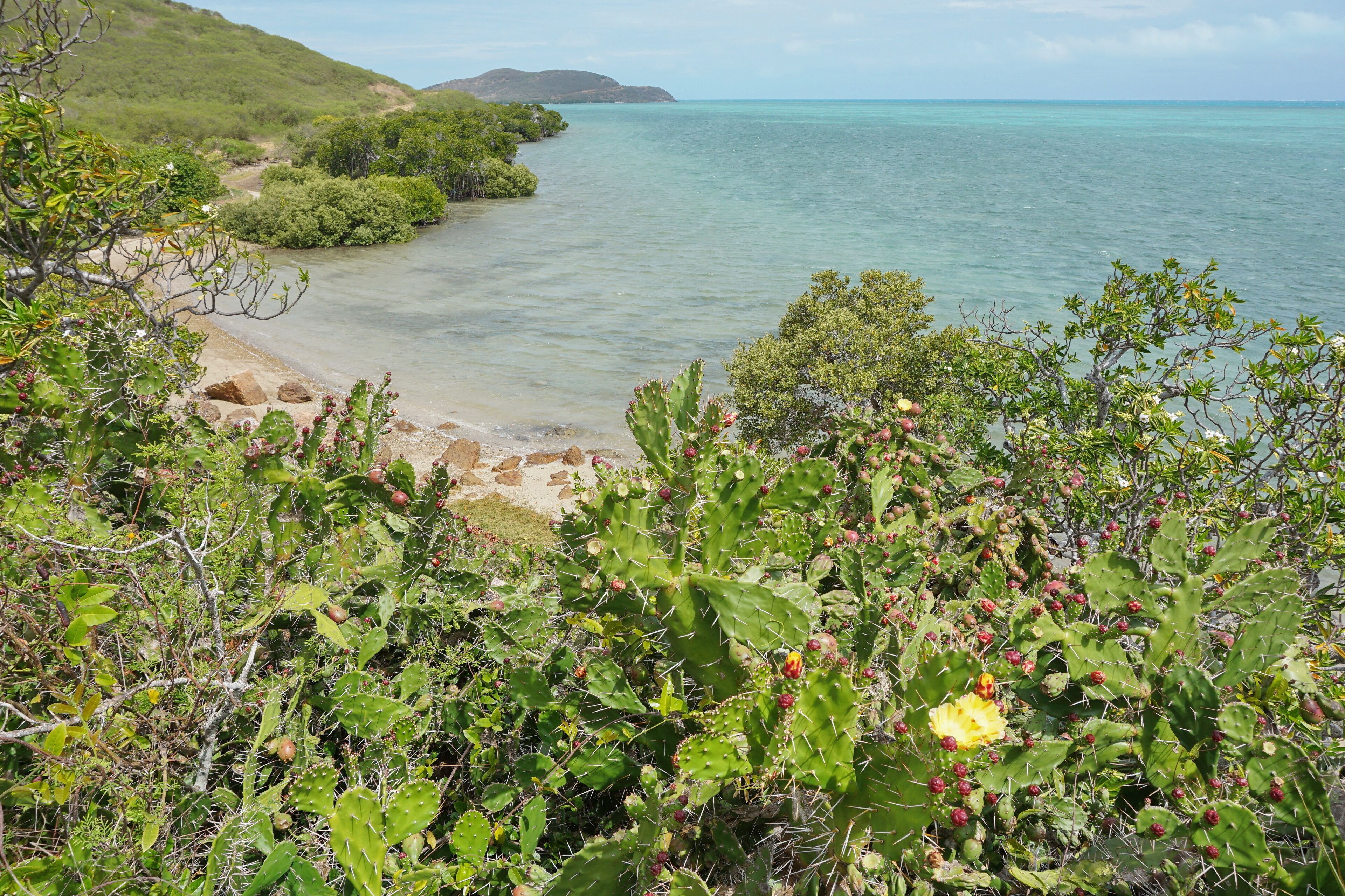 Seascape with Opuntia cactus New Caledonia