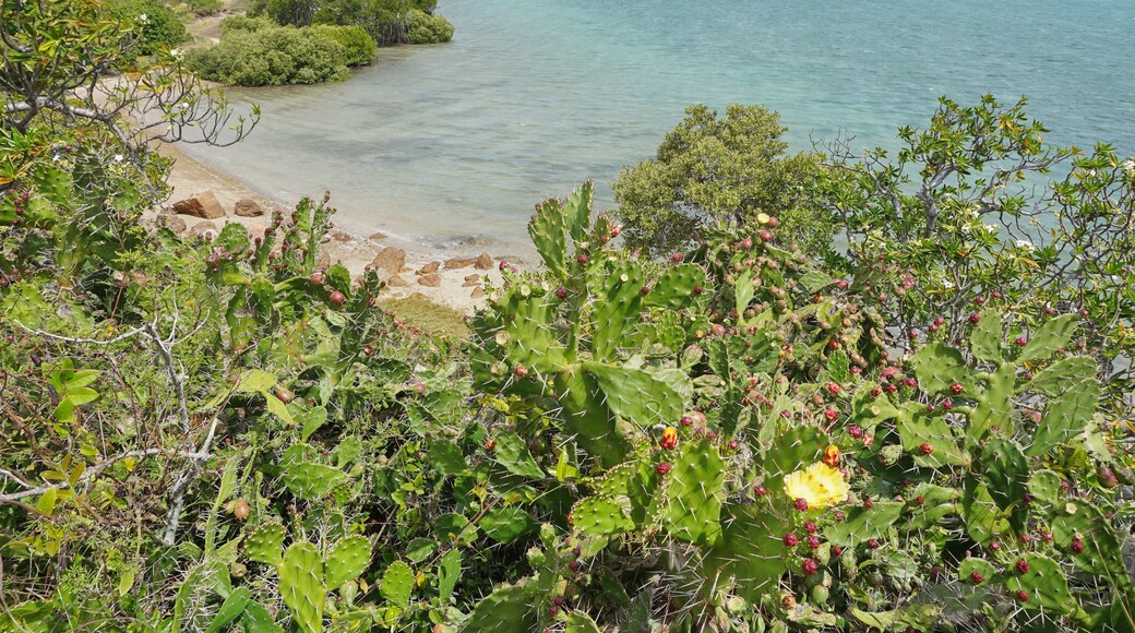 Seascape with Opuntia cactus New Caledonia