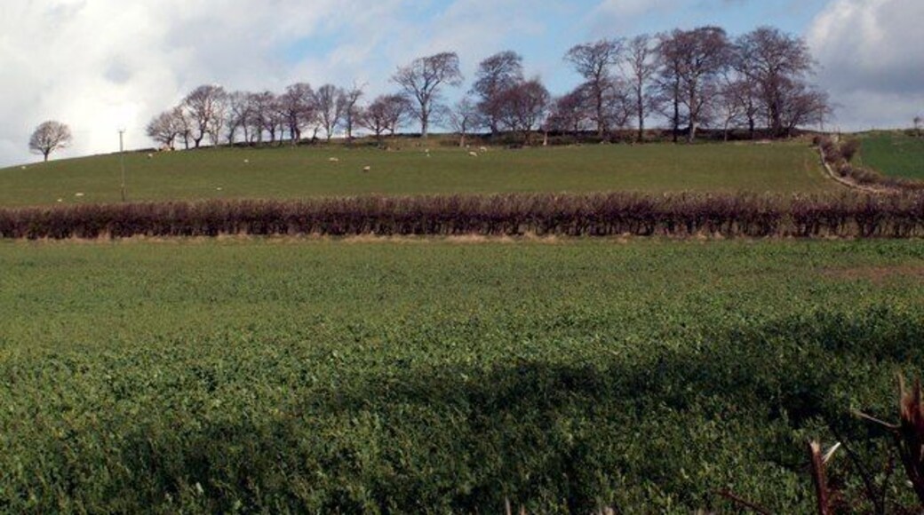 Fields trees and sky Taken from Silkstone bridleway, beyond the trees is Barnby Green Farm.