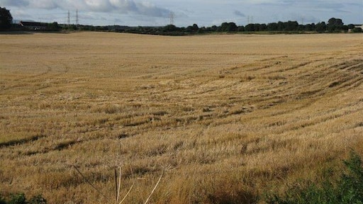 Barley stubble at Danderhall