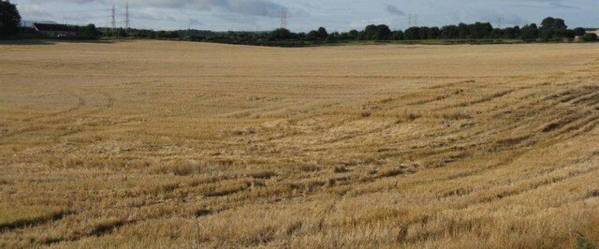 A vast, open field with dry grass, a clear sky, and distant power lines.