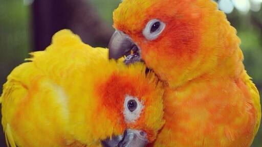 Taken at Tropical Birdland in Leicestershire, UK.
#TropicalBirdland #Birdland #Animallover #animal #bird #parrot #beautiful #pretty #dayout