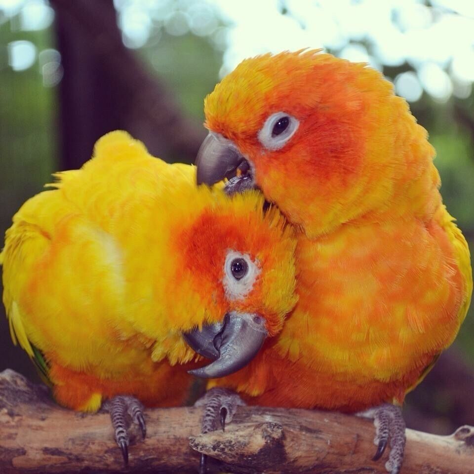 Two orange parrots perched on a branch.