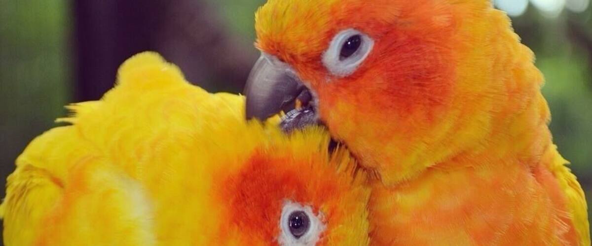 Two orange parrots perched on a branch.