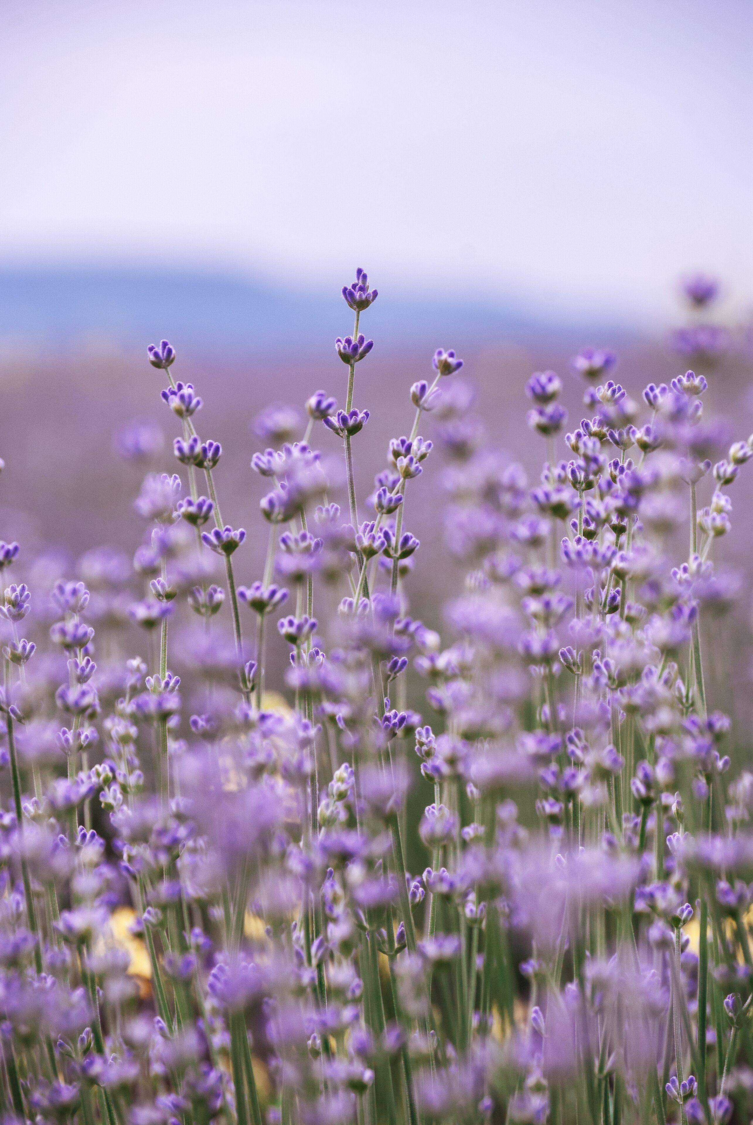 What is summer without lavender?! 