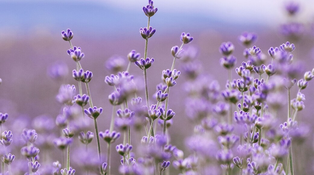 What is summer without lavender?!