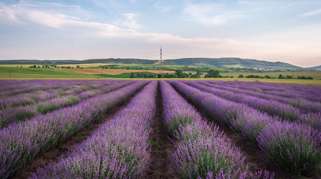 Never-ending purple dreams!