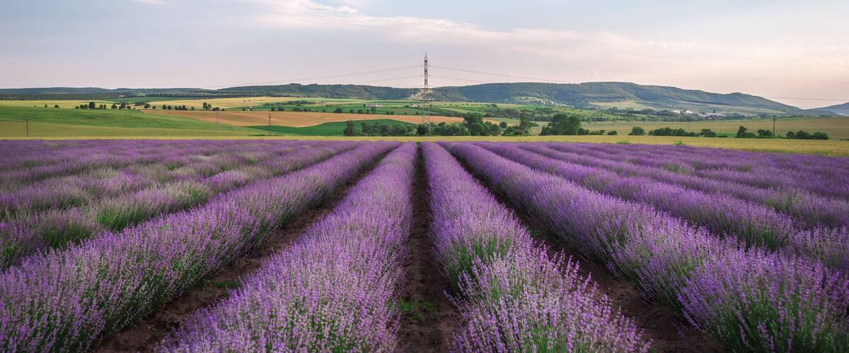 Never-ending purple dreams!