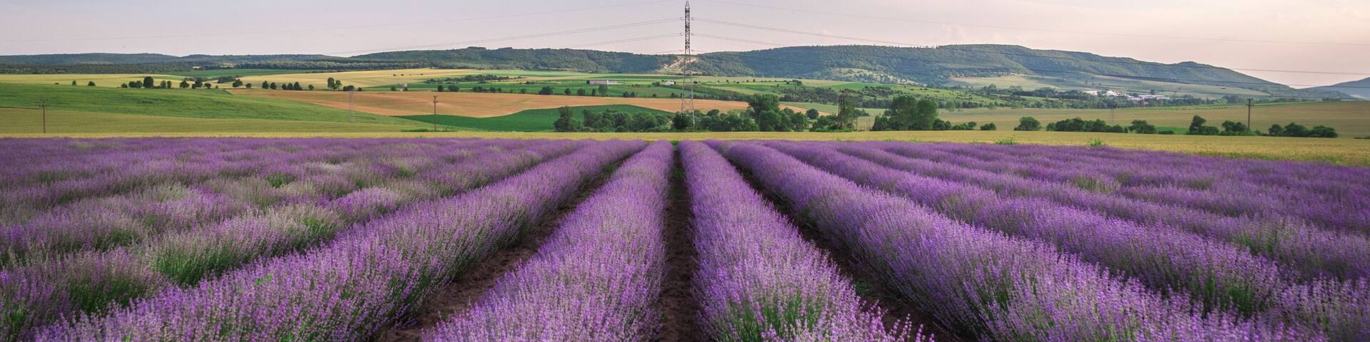 Never-ending purple dreams!