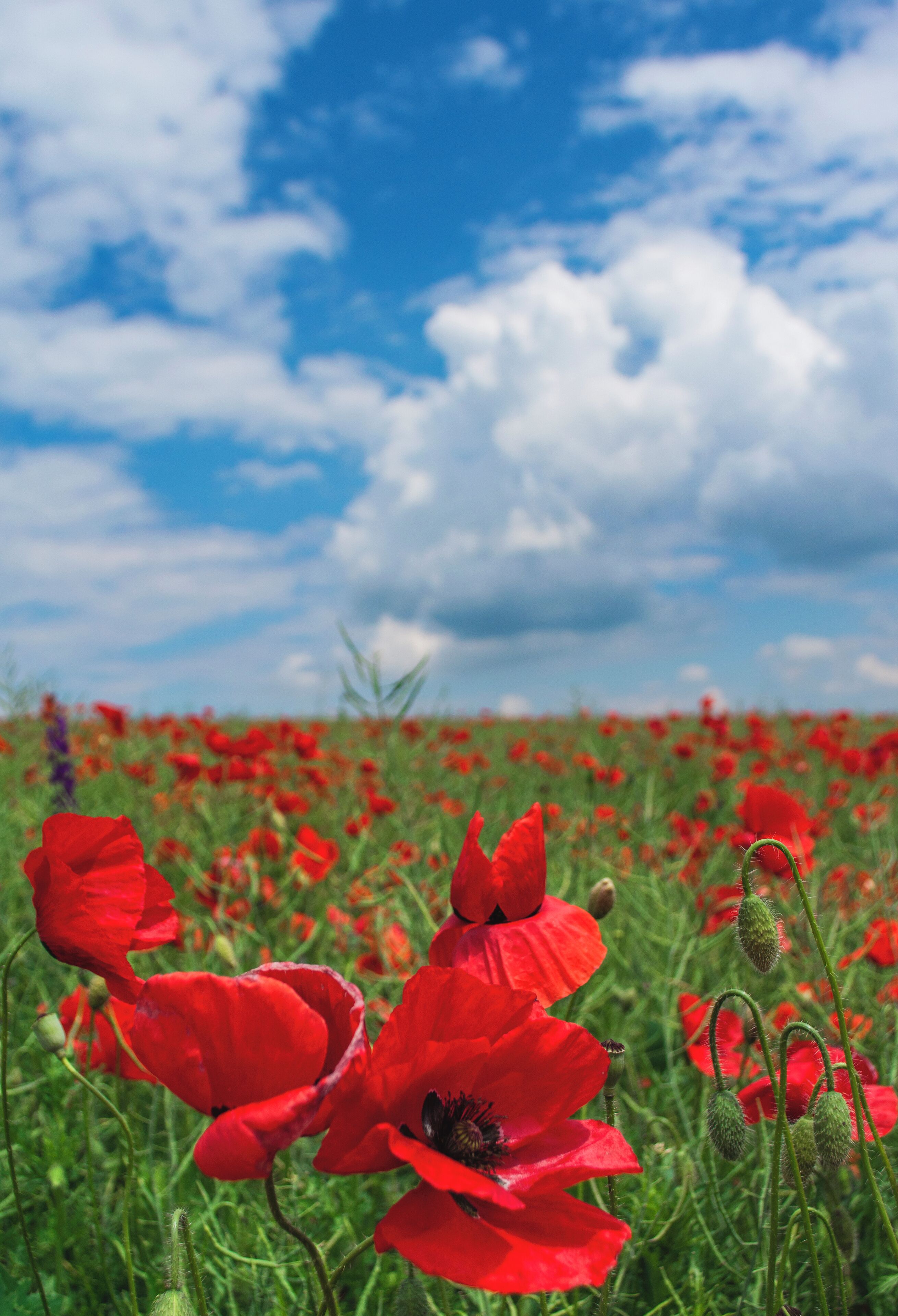The red poppy - such a fragile and small wildflower, but yet so beautiful, carrying strong symbolism. 