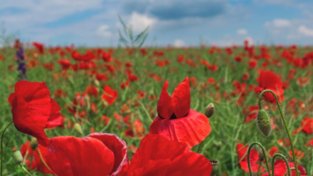 The red poppy - such a fragile and small wildflower, but yet so beautiful, carrying strong symbolism.