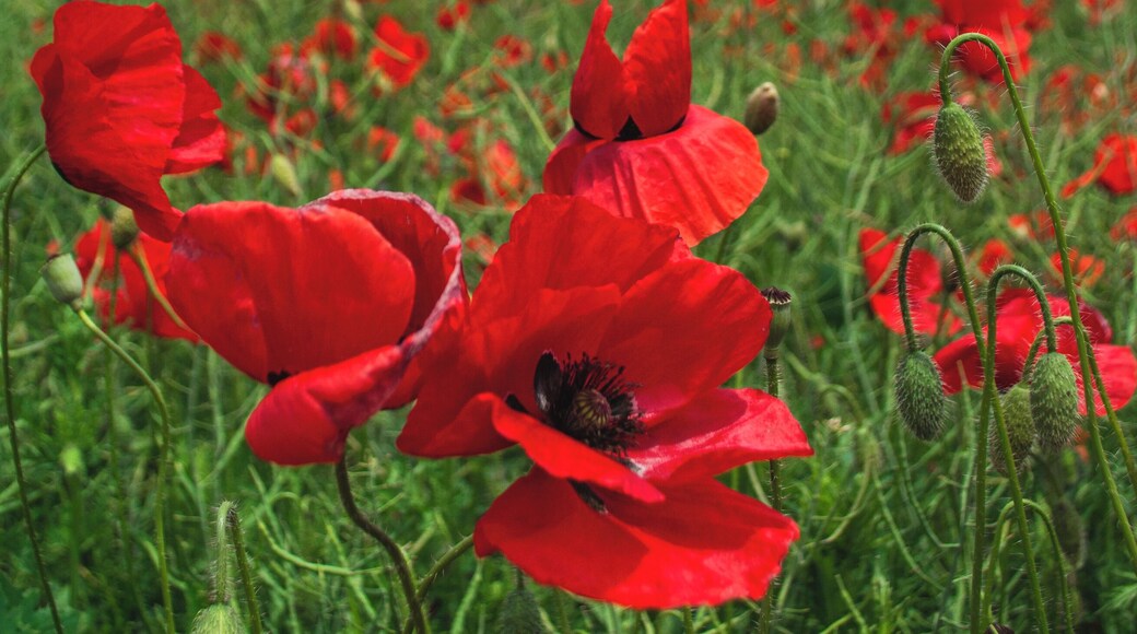 The red poppy - such a fragile and small wildflower, but yet so beautiful, carrying strong symbolism.