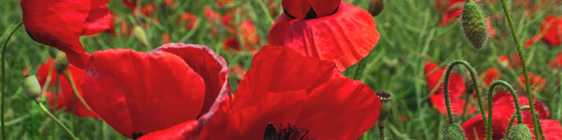 The red poppy - such a fragile and small wildflower, but yet so beautiful, carrying strong symbolism.
