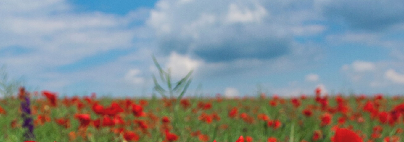 The red poppy - such a fragile and small wildflower, but yet so beautiful, carrying strong symbolism.