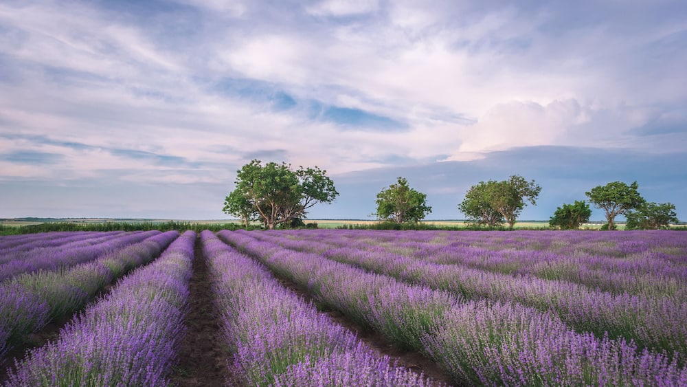 A lavender field with rows of purple flowers and three trees in the background.