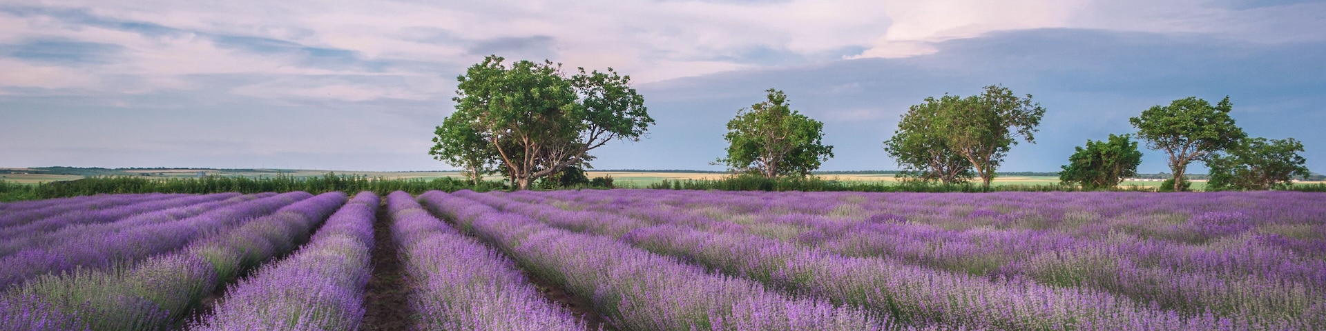 I dream in purple.
I wish you could feel the scent of this lavender field through your phone!
