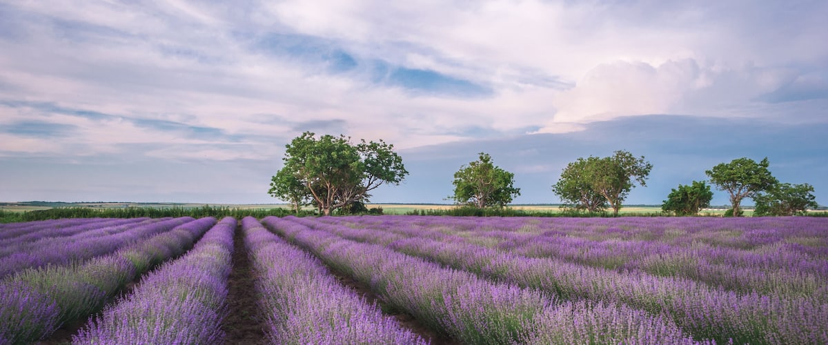 A lavender field with rows of purple flowers and three trees in the background.
