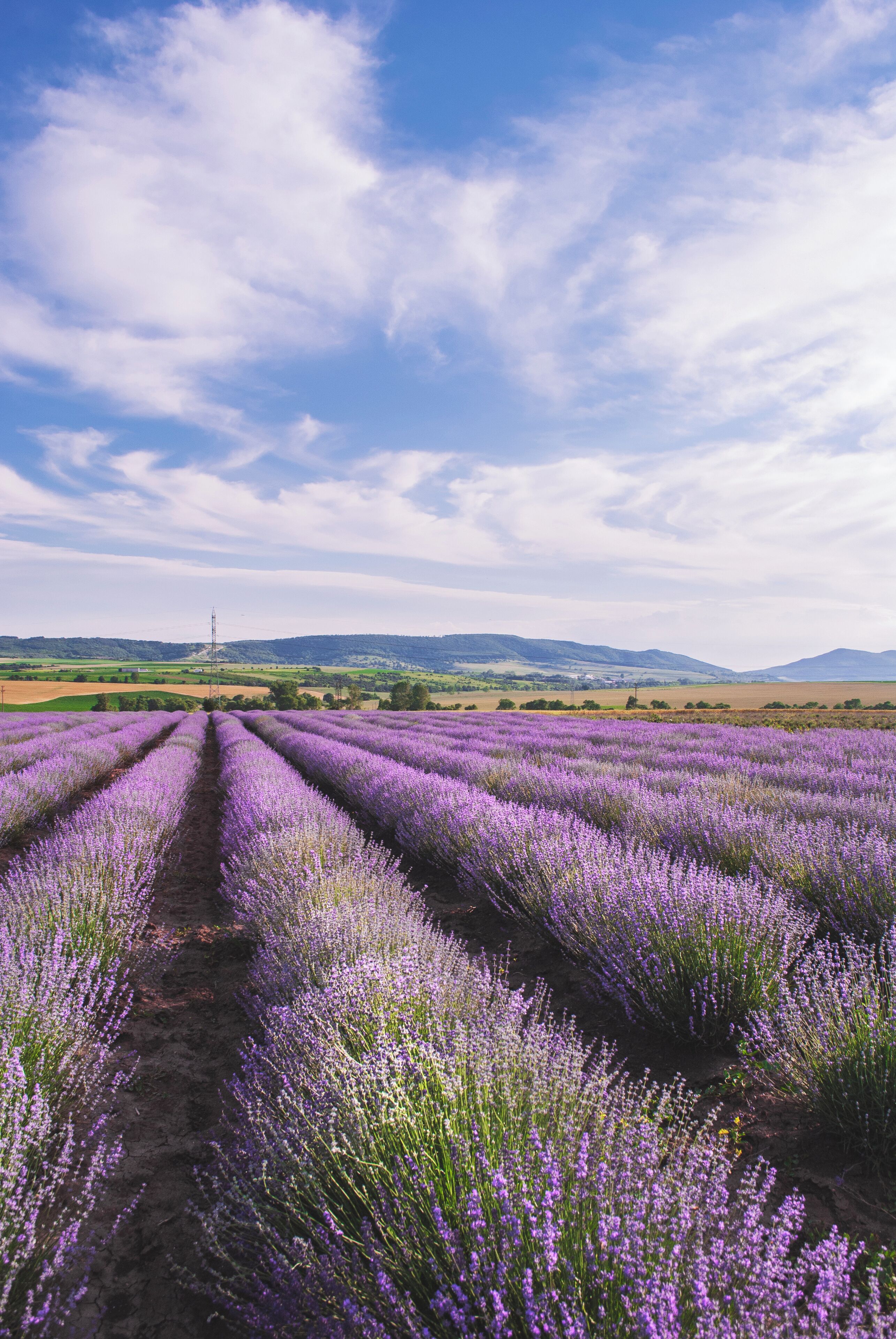 Getting lost in the lavender fields!