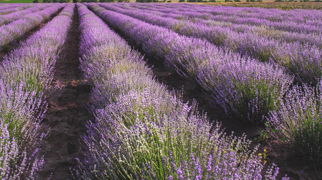 Getting lost in the lavender fields!