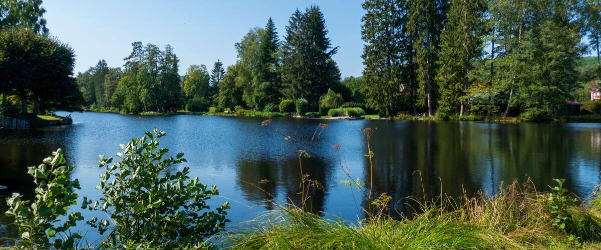 A calm lake surrounded by dense trees and greenery.