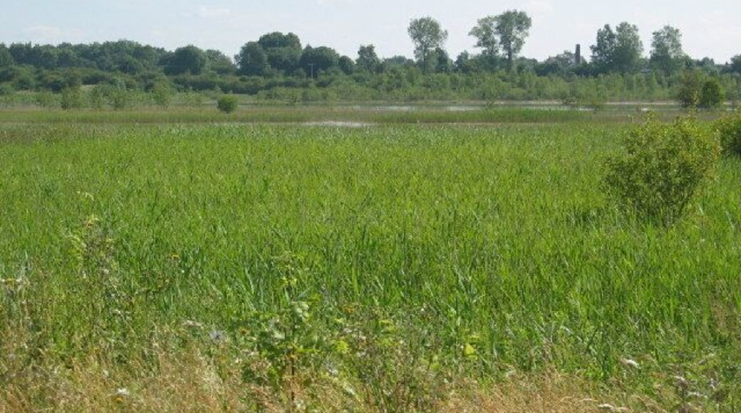 Newman Flash, Wincham / Marston. One of many flashes in this area. Footpaths are well used by local people walking dogs and for recreation a pleasant area.