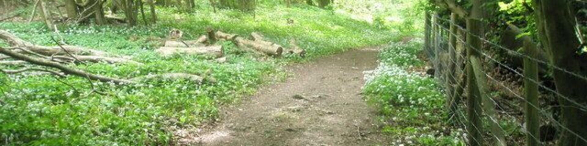 Logs on the Hangers Way within Oakshott Hanger