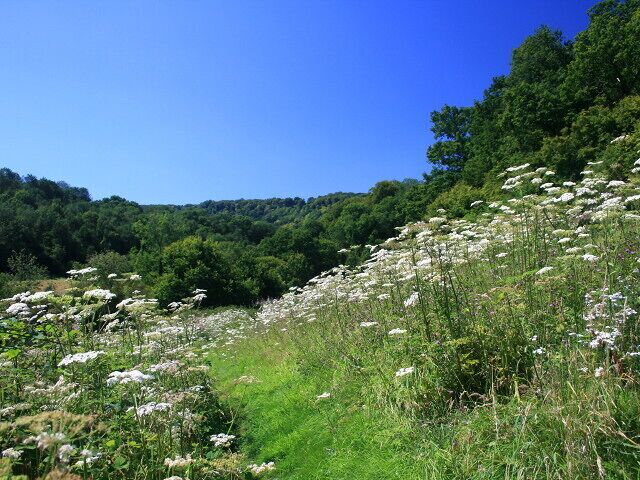 The Hangers Way, near Hawkley The long-distance path heads through wildflowers to follow the course of the Oakshott Stream. One of the many hangers (beech woods on a steep hillside) is visible in the distance.