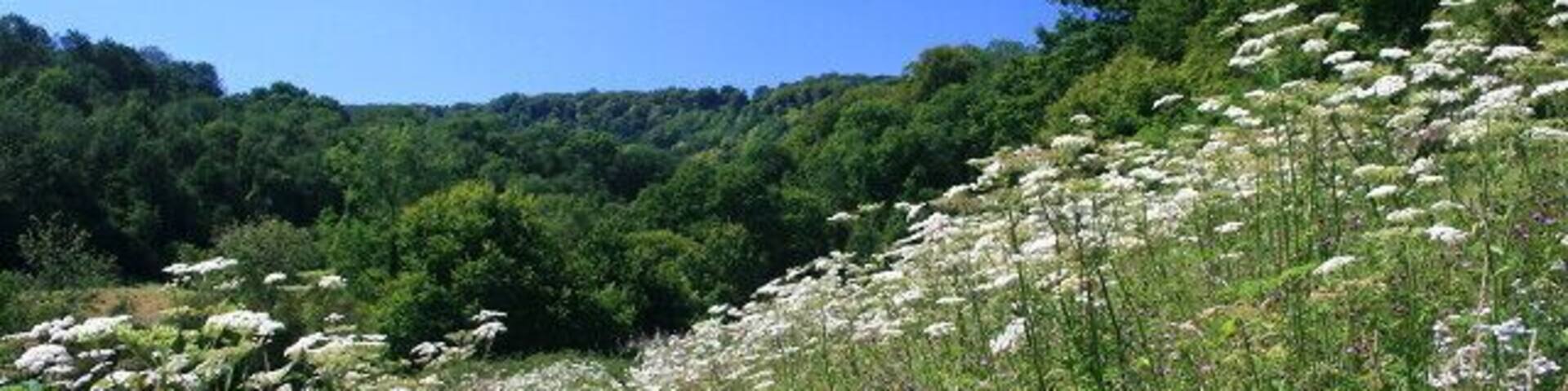 The Hangers Way, near Hawkley The long-distance path heads through wildflowers to follow the course of the Oakshott Stream. One of the many hangers (beech woods on a steep hillside) is visible in the distance.