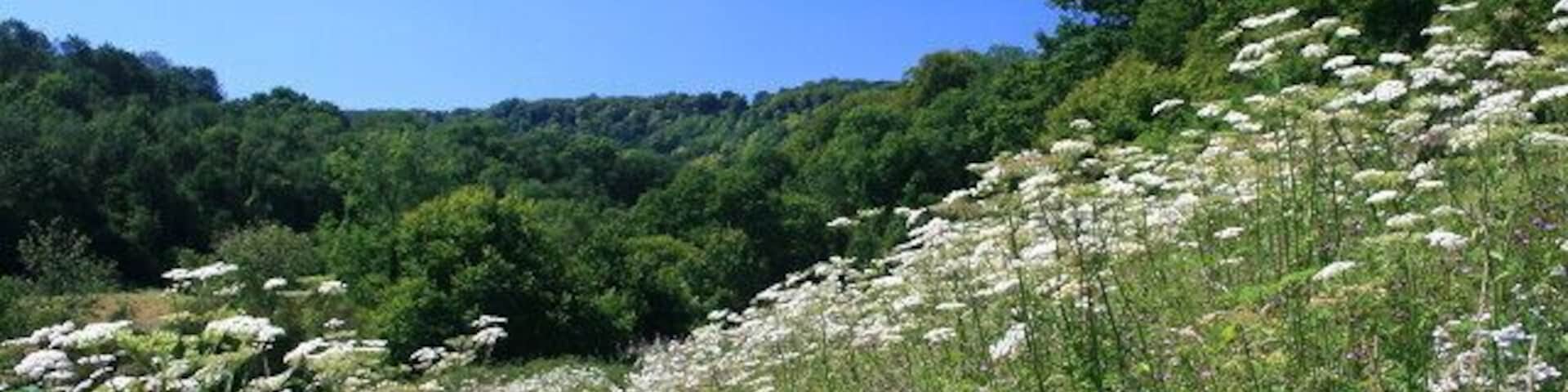 The Hangers Way, near Hawkley The long-distance path heads through wildflowers to follow the course of the Oakshott Stream. One of the many hangers (beech woods on a steep hillside) is visible in the distance.