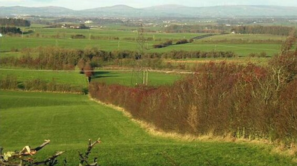 Red Hedge Near Gateside