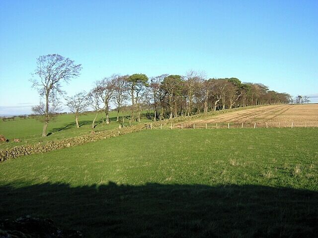 Hillside Trees Near Laigh Borland