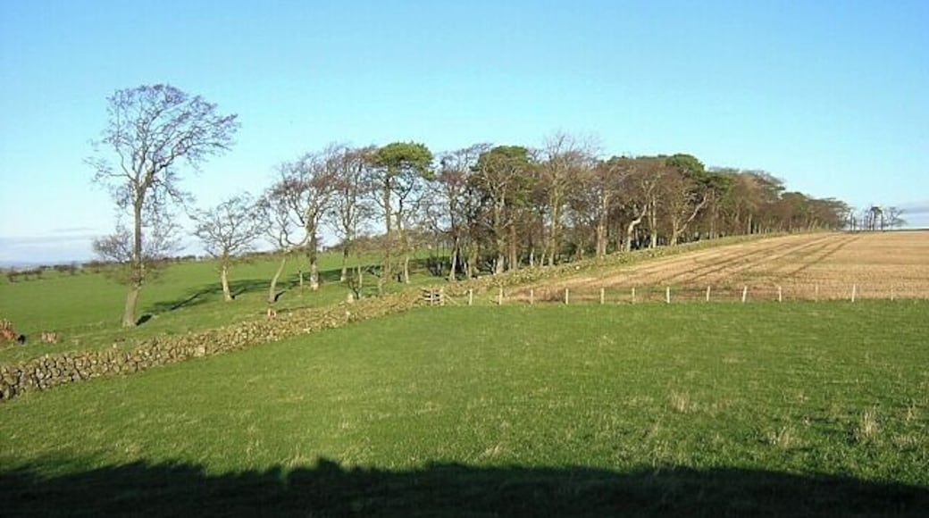 Hillside Trees Near Laigh Borland