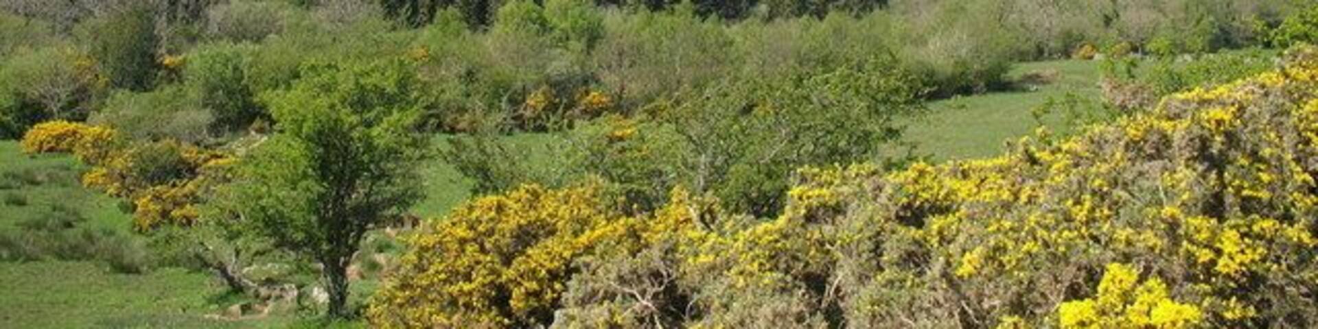 The Bodafon Forest from the eastern slopes of the Llugwy valley