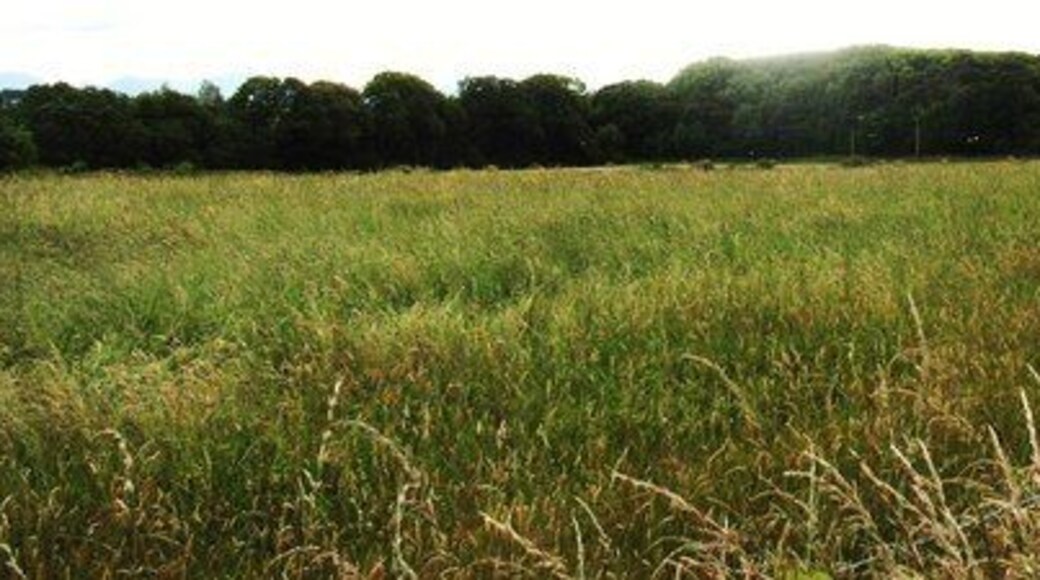 Cropland north of the Plavena Covert