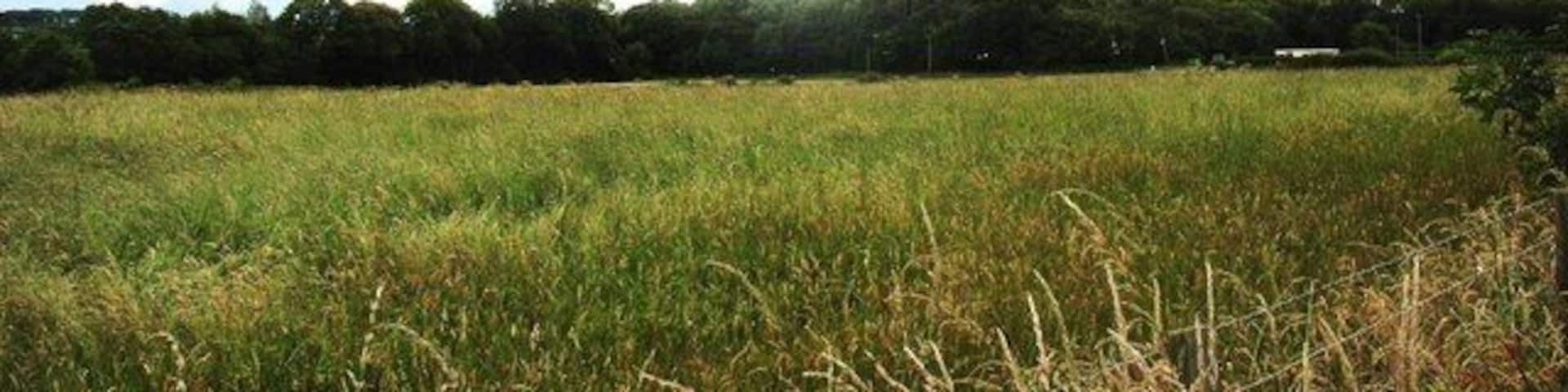 Cropland north of the Plavena Covert
