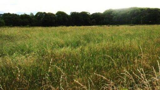 Cropland north of the Plavena Covert