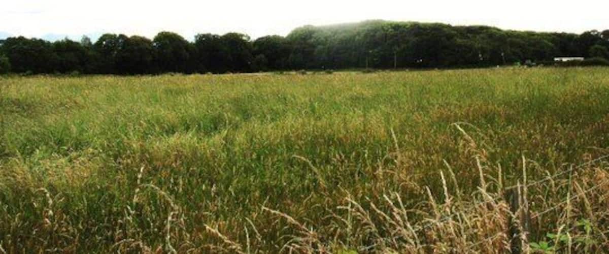 A field with tall grass and a line of trees in the background.