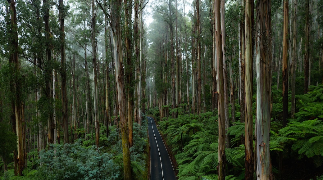 Un camino forestal bordeado por altos árboles y helechos exuberantes.