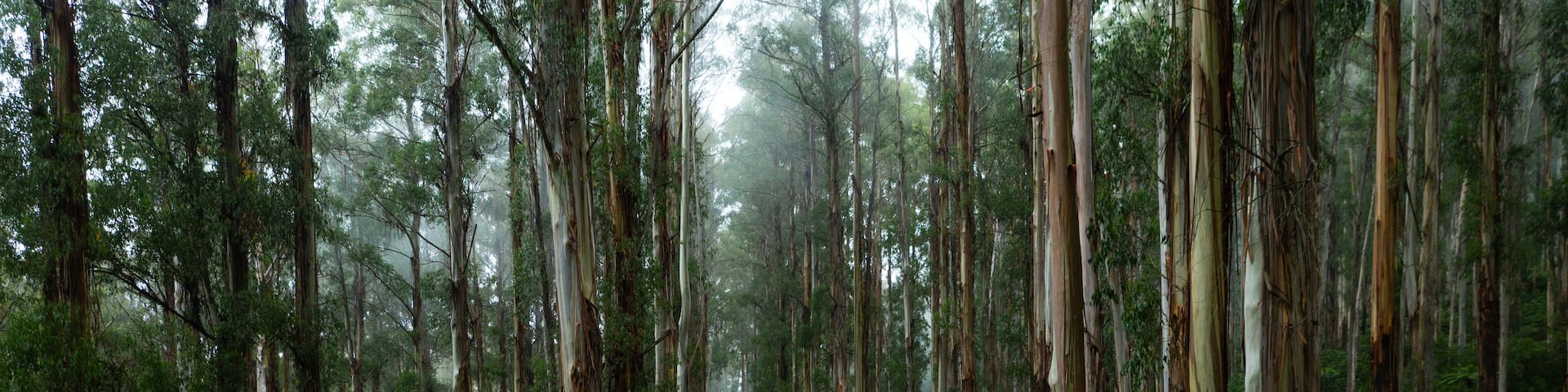 A forest road surrounded by tall trees and lush ferns.