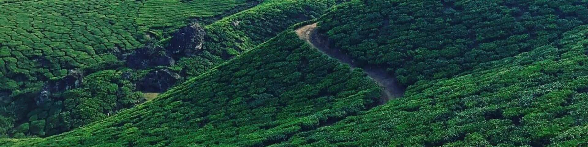 Driving through the tea gardens of Munnar in Kerala #Elsewhere