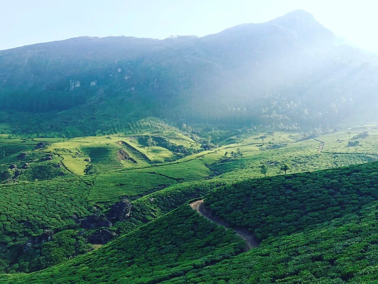 A lush green tea plantation with terraced fields and a mountain in the background.