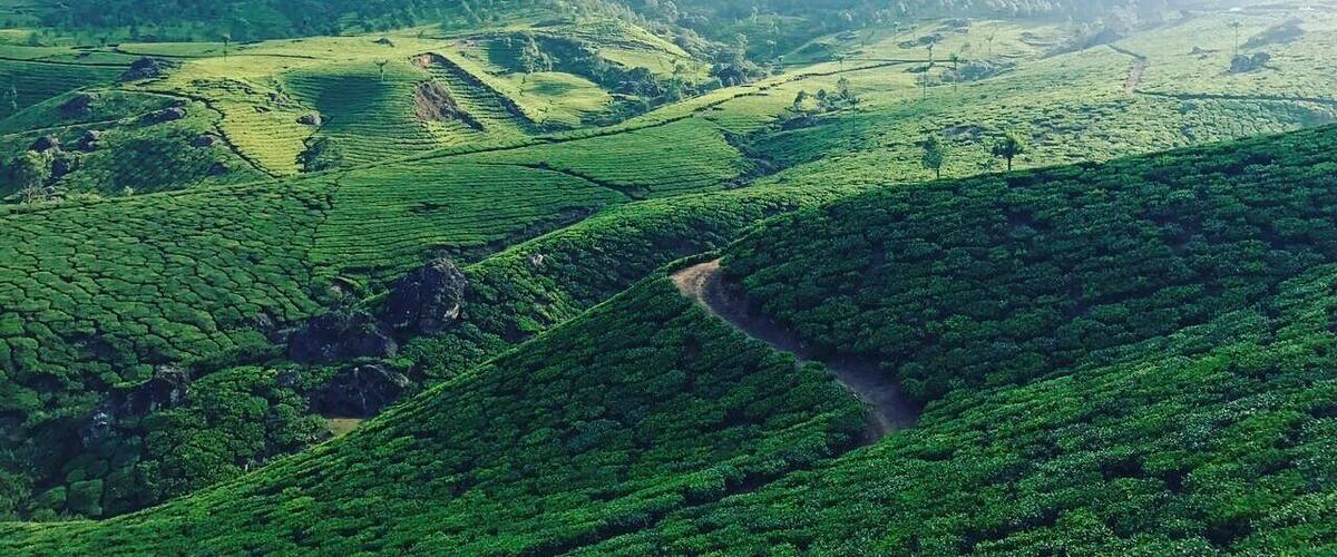 A lush green tea plantation with terraced fields and a mountain in the background.