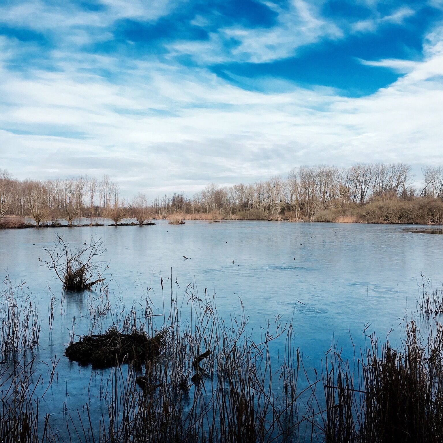 A calm lake with sparse vegetation and a cloudy sky.