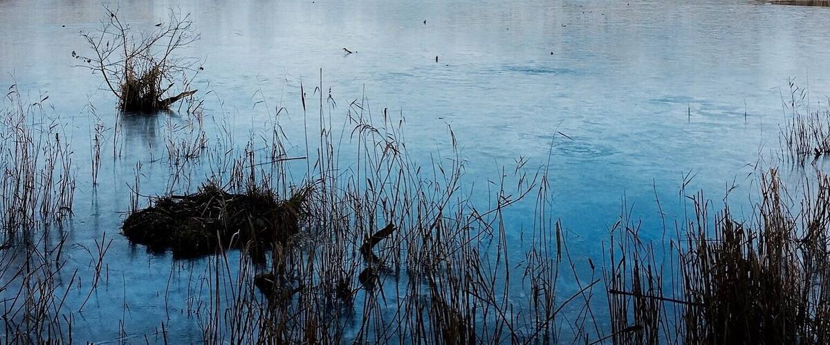A calm lake with sparse vegetation and a cloudy sky.