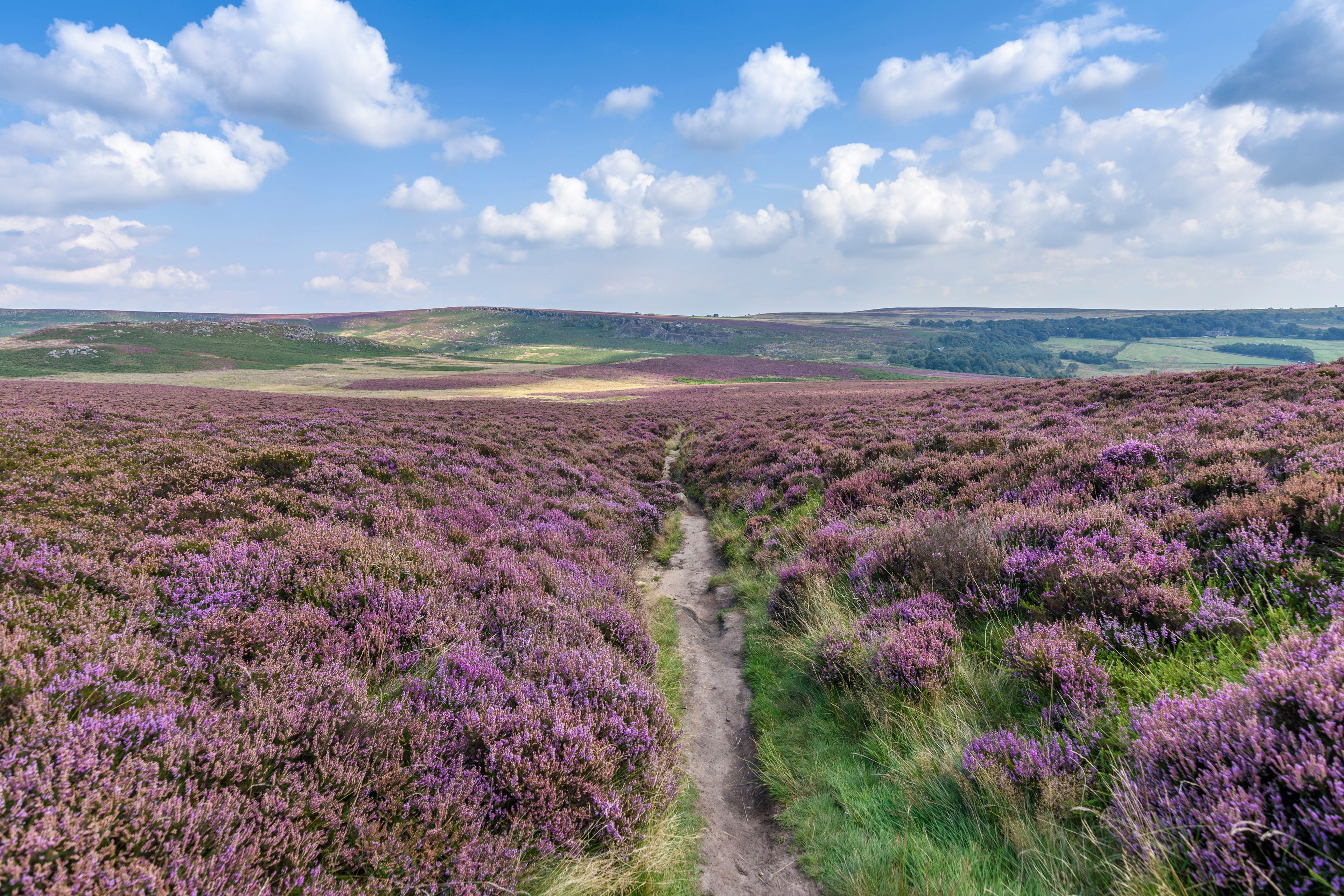 A vast field of purple heather with a dirt path leading through it.