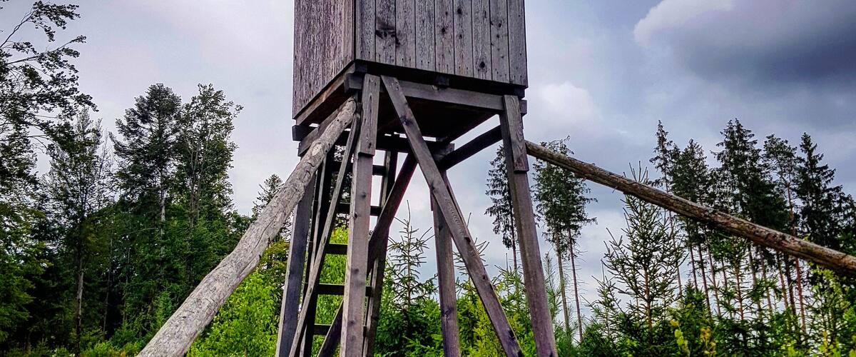 A wooden observation tower with a ladder, surrounded by dense forest and under a cloudy sky.