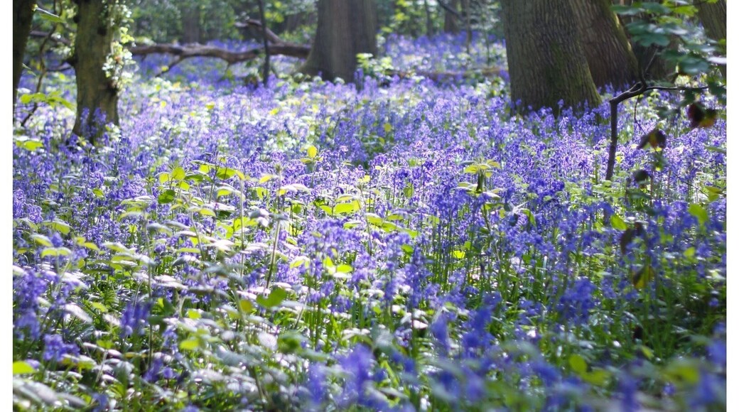Best place in May for blue bells