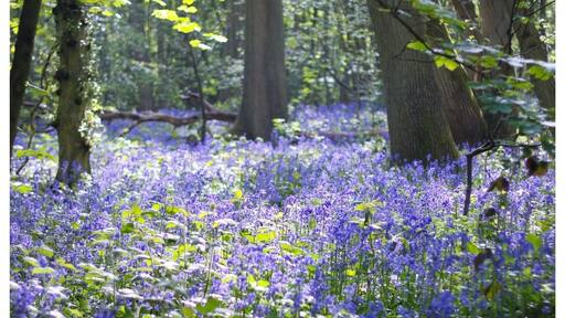 Best place in May for blue bells